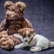 Dennis with Teddy