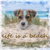 Life is a beach